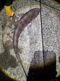 ドチザメの釣果