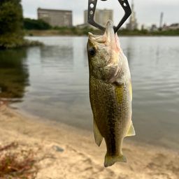 ラージマウスバス