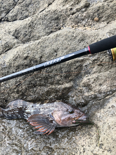 アイナメの釣果