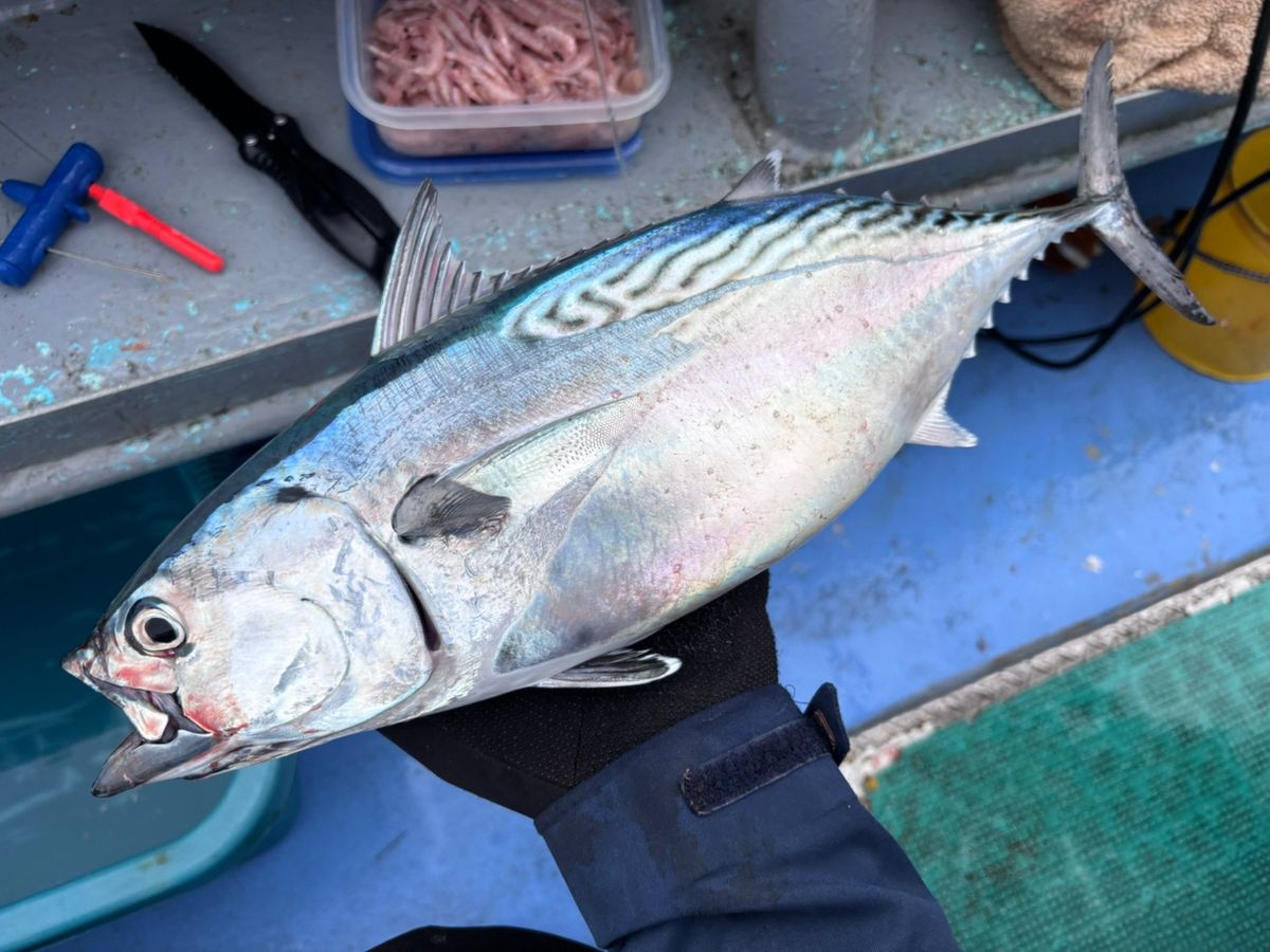 山梨のマダニさんの釣果 2枚目の画像