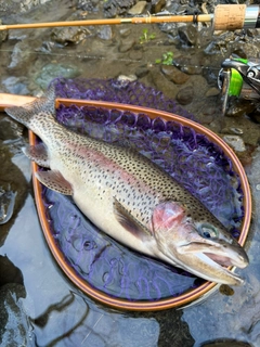 ニジマスの釣果