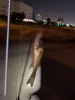 セイゴ（マルスズキ）の釣果