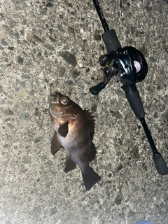 シロメバルの釣果