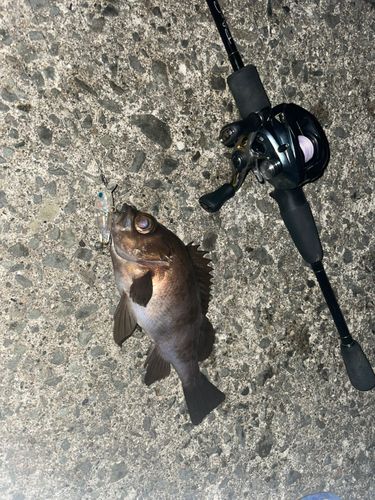 小湊漁港（青森）