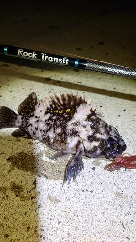 オウゴンムラソイの釣果