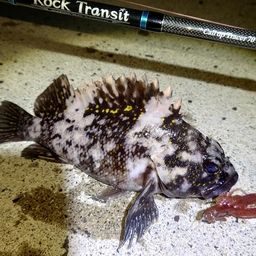 オウゴンムラソイ