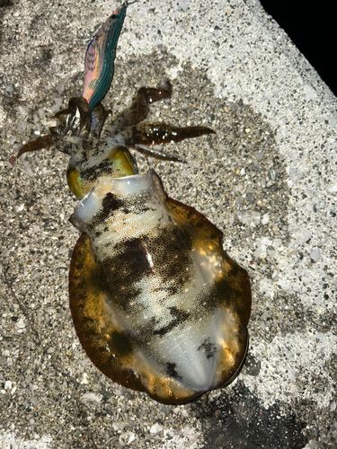 アオリイカの釣果