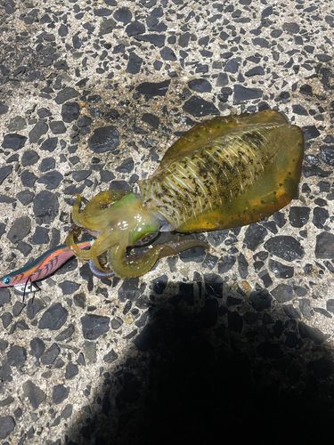 アオリイカの釣果