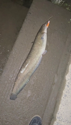 マナマズの釣果