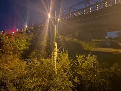 シマダイの釣果