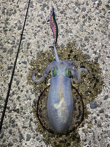 アオリイカの釣果