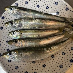 カタクチイワシ