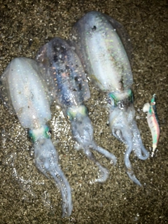 アオリイカの釣果