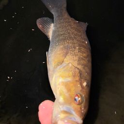 スモールマウスバス