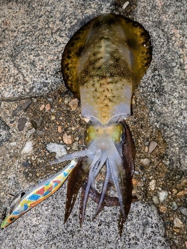アオリイカの釣果