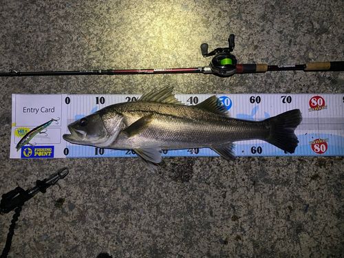 シーバスの釣果