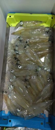 ヤリイカの釣果