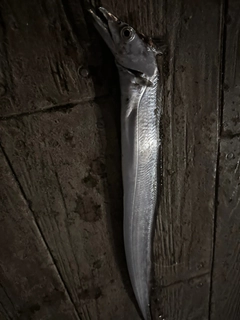 タチウオの釣果