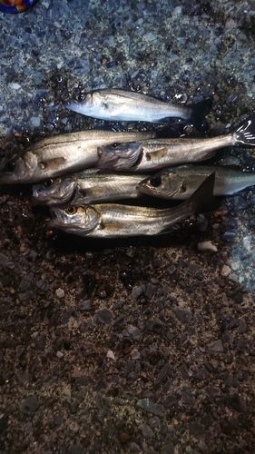 セイゴ（ヒラスズキ）の釣果