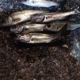 セイゴ（ヒラスズキ）