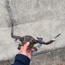 タイワンガザミ