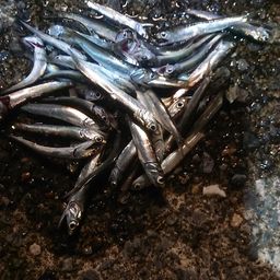 カタクチイワシ