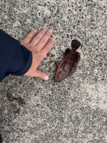 常滑りんくう釣り護岸