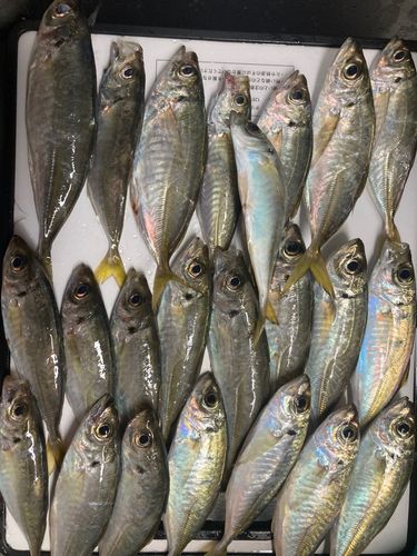 福岡市海づり公園