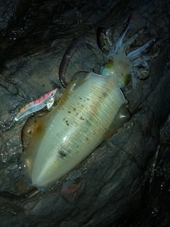 アオリイカの釣果