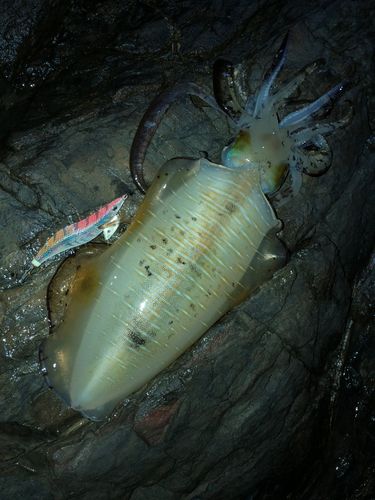 アオリイカの釣果