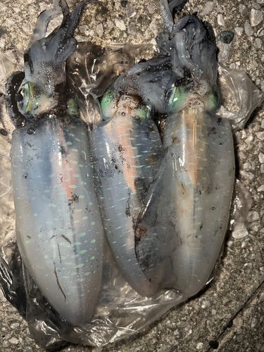 アオリイカの釣果