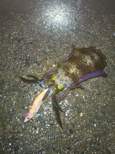 アオリイカの釣果