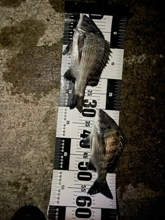 クロダイの釣果