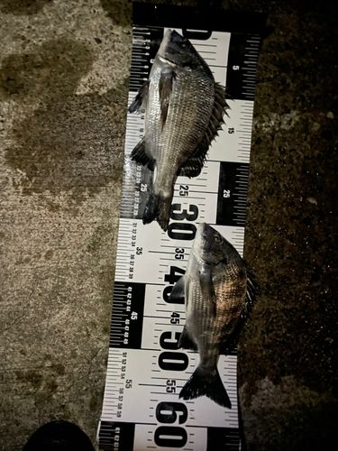 クロダイの釣果