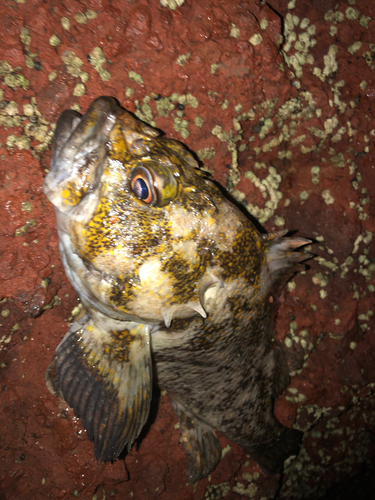 オウゴンムラソイの釣果