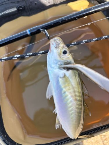 シーサイドコスモ釣り解放区