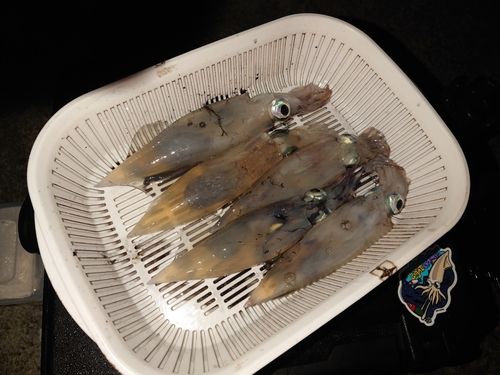 イカの釣果