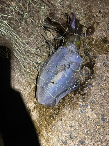 志賀島赤灯台東波止