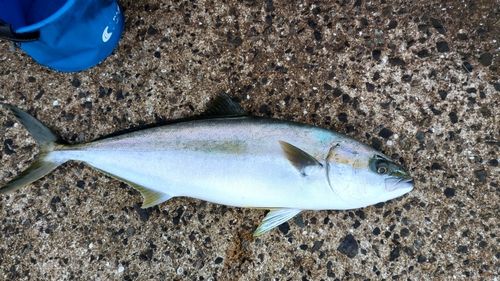 ヒラマサの釣果