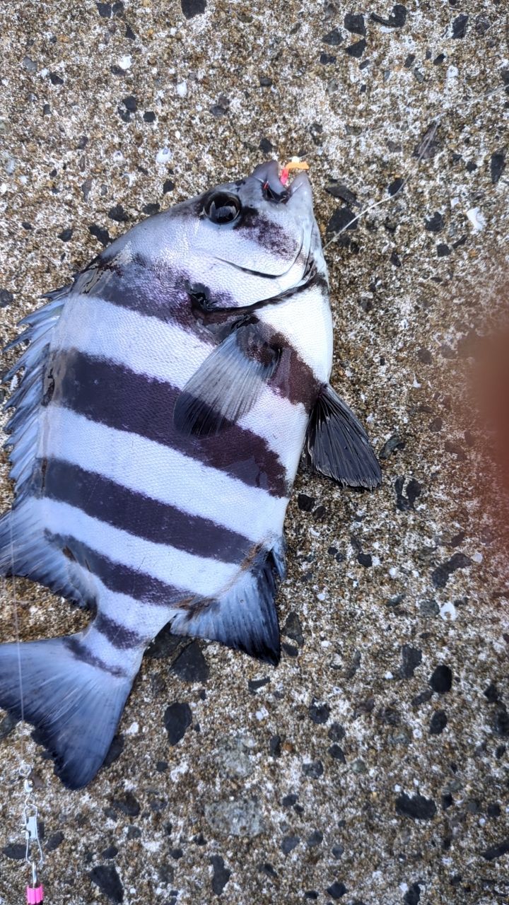 カワヒラさんの釣果 2枚目の画像