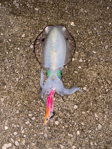 アオリイカの釣果