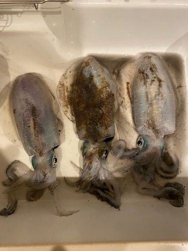 アオリイカの釣果