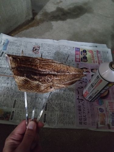 スマカツオの釣果