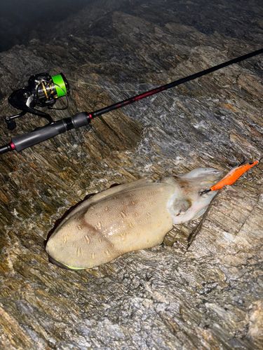 コウイカの釣果