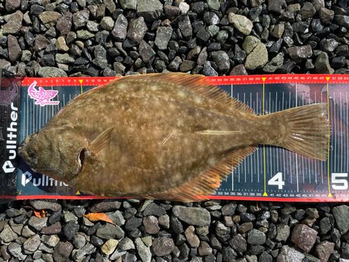 ヌマガレイの釣果