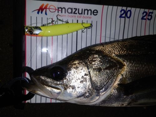 シーバスの釣果