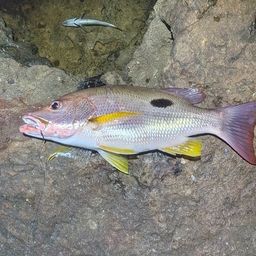 クロホシフエダイ