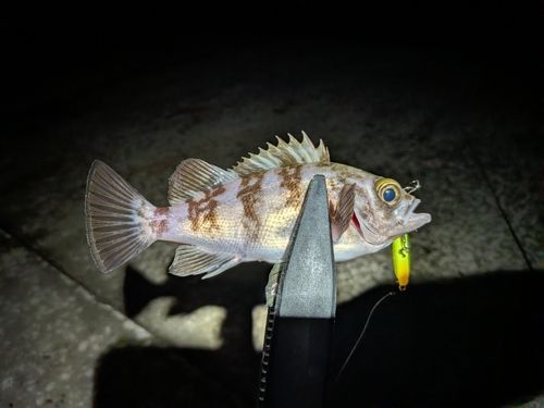 メバルの釣果