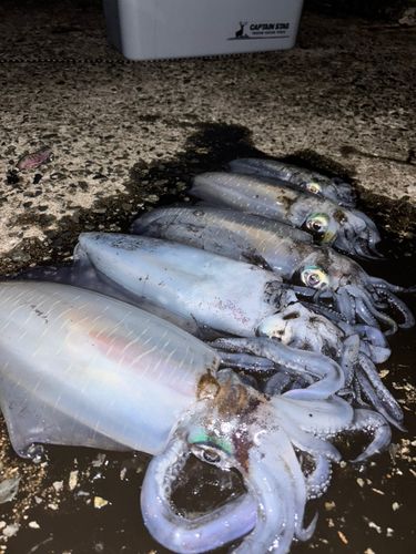 アオリイカの釣果