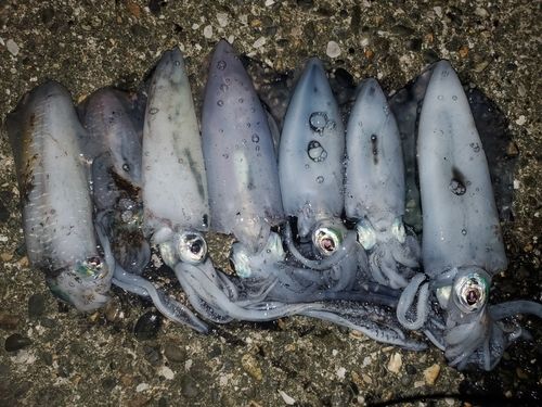 アオリイカの釣果